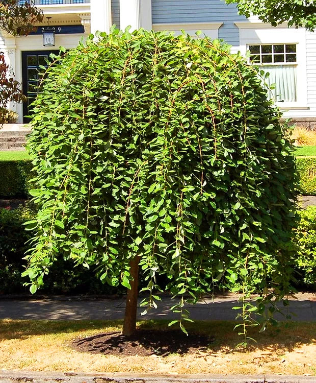 Blindė paprastoji 'Pendula' (Salix caprea)