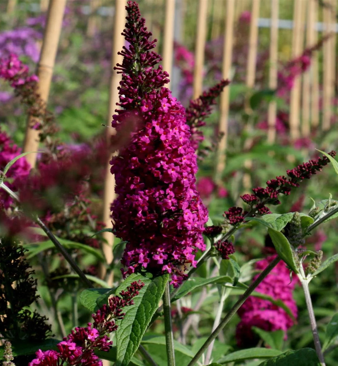 Budlėja davido 'Purple Prince' (Buddleja davidii)