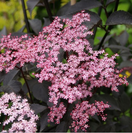 Šeivamedis juoduogis 'Purpurea' (Sambucus nigra)