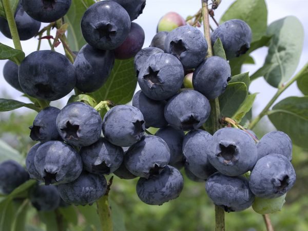 Šilauogė 'Spartan'