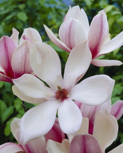 Magnolija ‘Red Lucky‘