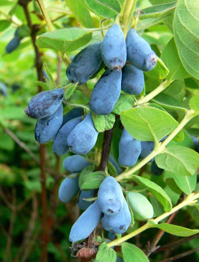 Sausmedis kamčiatkinis 'Duet' (Lonicera kamtschatica)