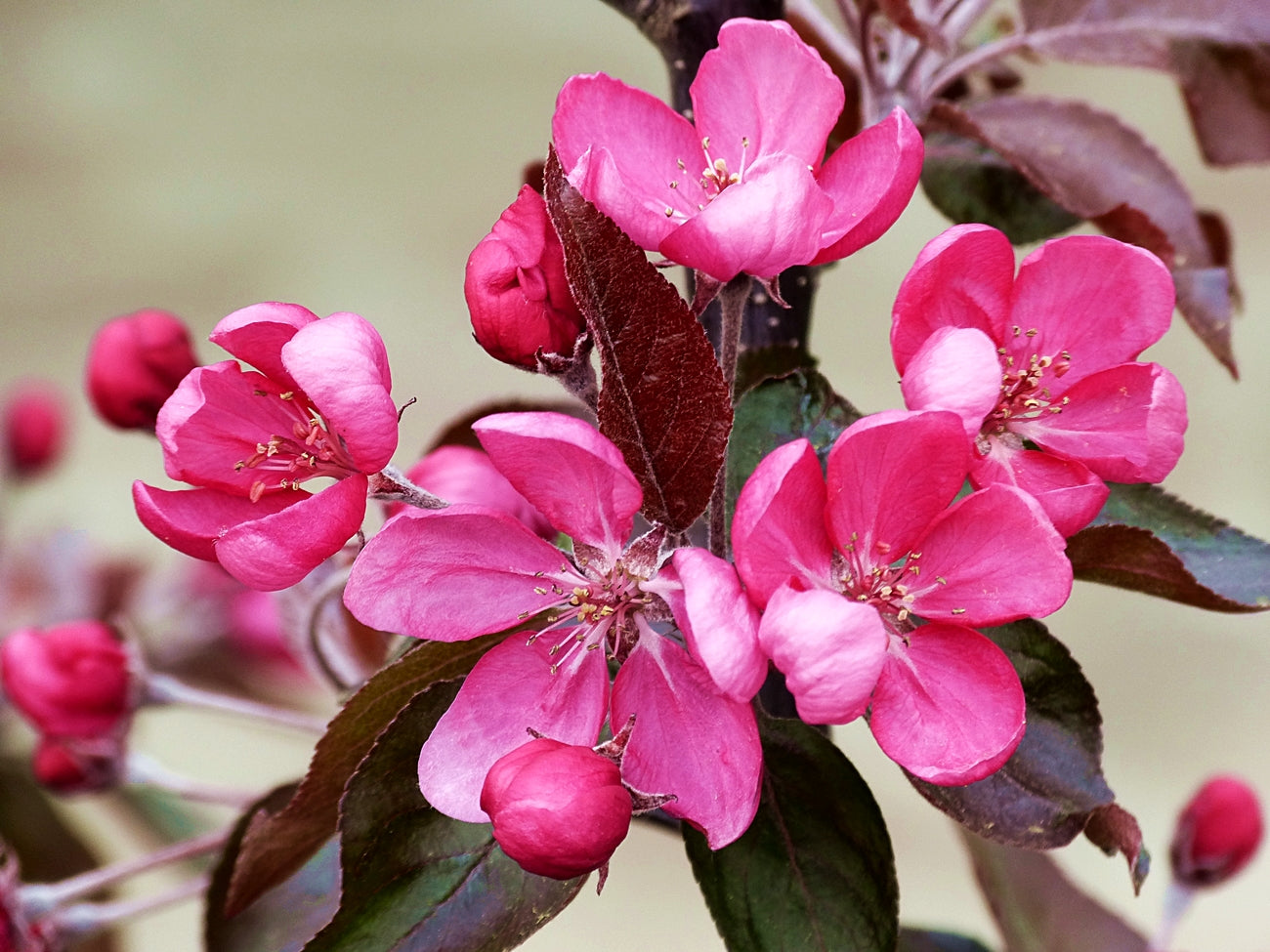 Obelis rojaus 'Nicoline' (Malus domestica)