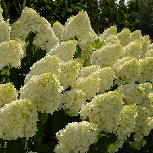 Hortenzija Šluotelinė 'Polar Bear' (Hydrangea paniculata)