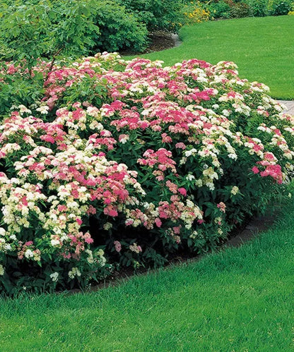 Lanksva japoninė 'Shirobana Genpei' (Spiraea japonica)