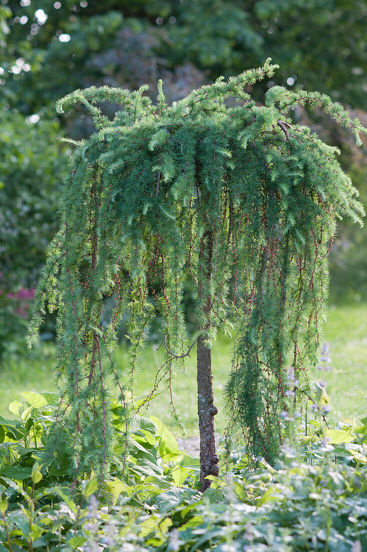 Maumedis japoninis ‘Pendula’ (Larix kaempferi)