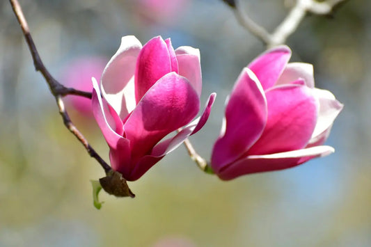 Magnolija 'Royal Crown' (Magnolia x Royal Crown)