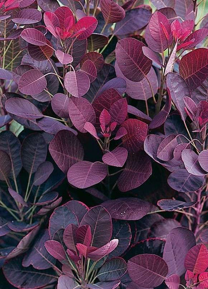 Pūkenis europinis 'Lilla' (Cotinus coggygria)