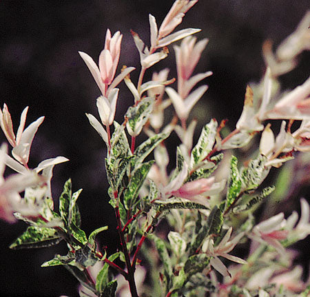 Sveikalapis gluosnis 'Hakuro Nishiki' (Salix integra)
