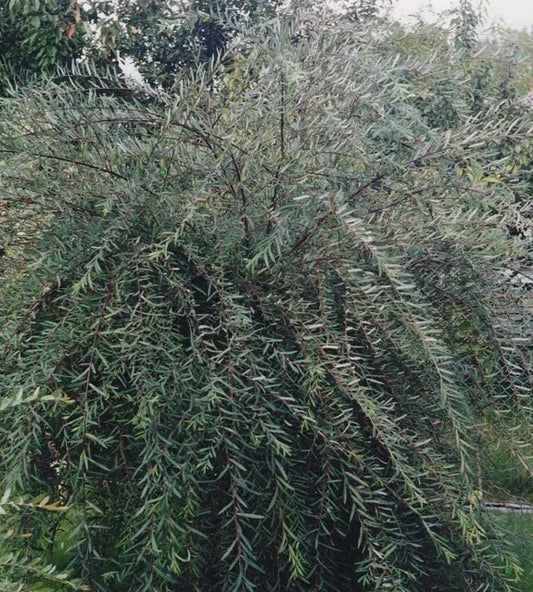 Karklas purpurinis 'Pendula' (Salix purpurea)
