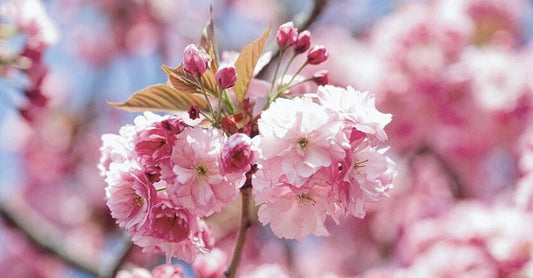 Vyšnia smailiadantė 'Kanzan' (Prunus serrulata)