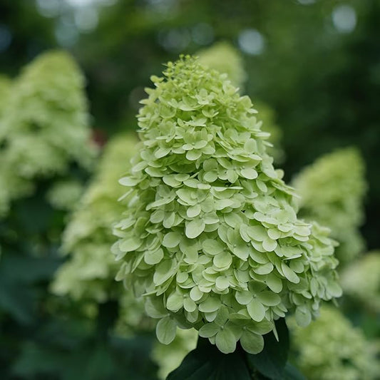 Hortenzija šluotelinė 'Limelight'