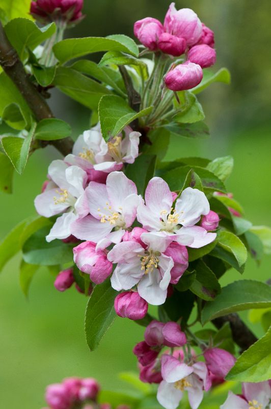 Obelis rojaus 'Golden Hornet' (Malus x zumi)