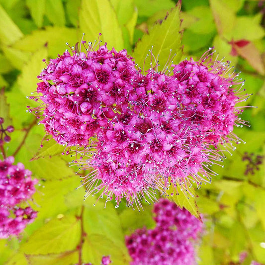 Lanksva japoninė 'Golden Princess' (Spiraea japonica)