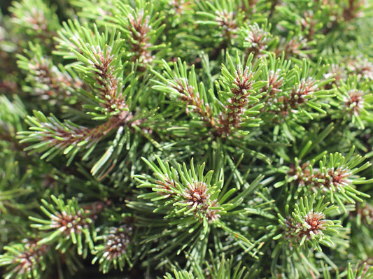 Pušis kalninė 'Liliput' (Pinus mugo)