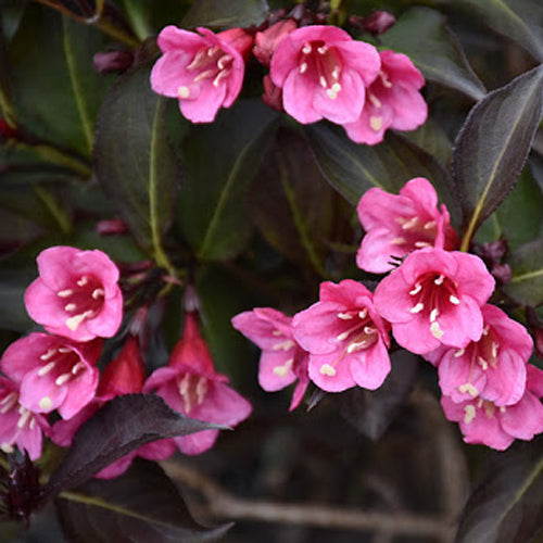Veigėlė gražiažiedė 'Alexandra' (Weigela florida)