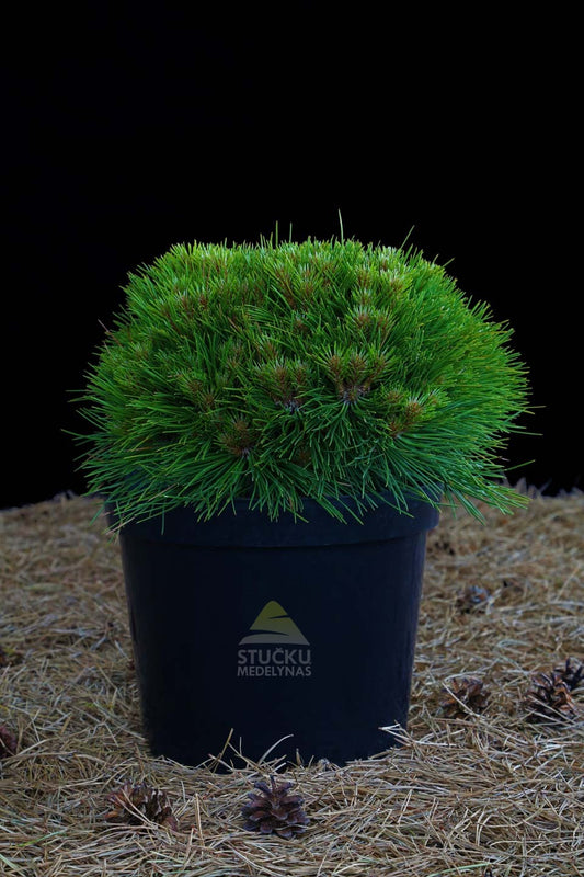 Pušis juodoji 'Marie Bregeon' (Pinus nigra)
