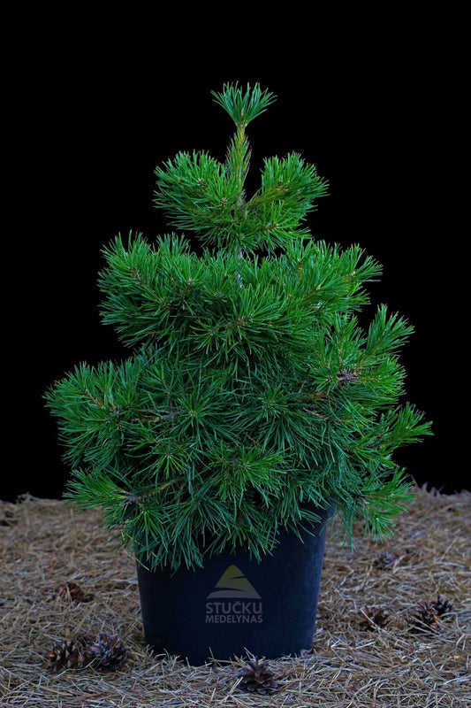 Pušis paprastoji 'Globosa Viridis' (Pinus sylvestris)