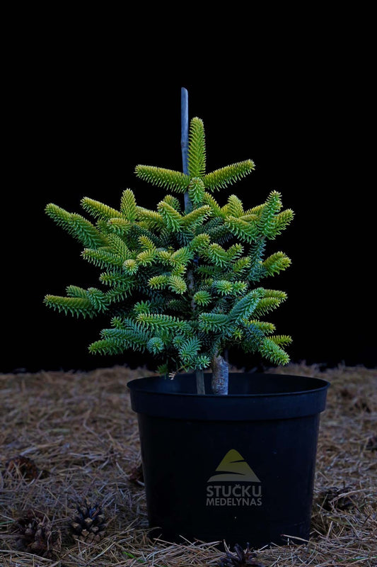 Kėnis ispaninis ‘Aurea’ (Abies pinsapo)