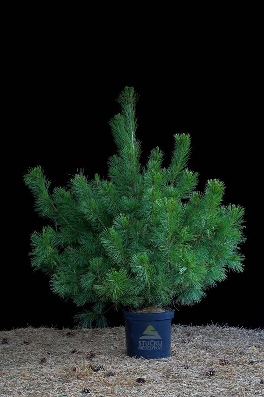 PUŠIS BALKANINĖ (Pinus Peuce)