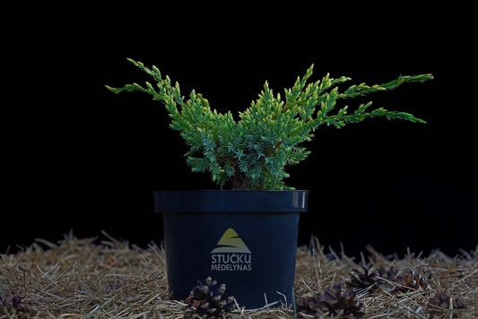 Kadagys žvynuotasis ‘Holger’ (Juniperus squamata)