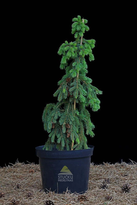 Eglė baltoji 'Pendula' (Picea glauca)