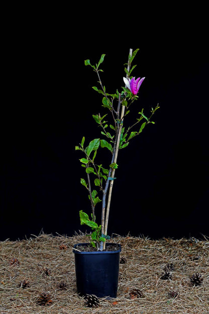 Magnolija 'Oriental Night' (Magnolia x Oriental Night)