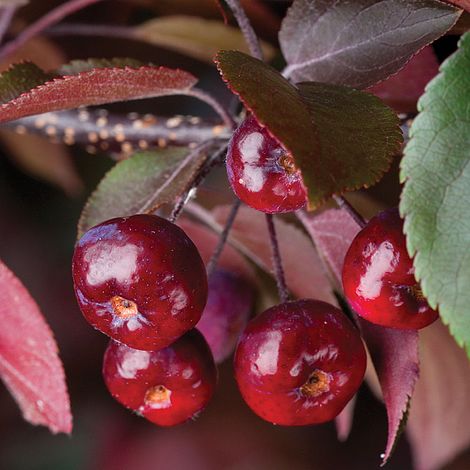 Obelis Rojaus 'Royalty' (Malus domestica)