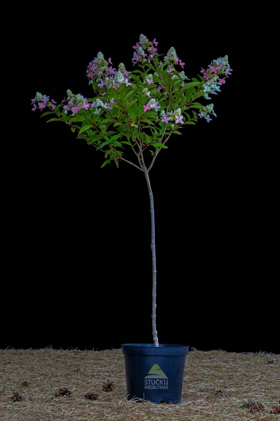 Hortenzija 'Confetti' (Hydrangea macrophylla)
