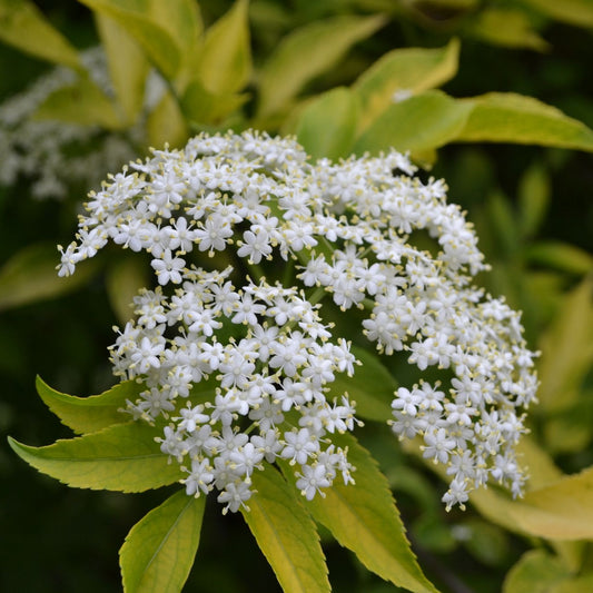 Šeivamedis juoduogis 'Aurea' (Sambucus nigra)