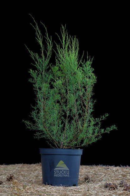 Eglūnas prancūzinis (Tamarix gallica)