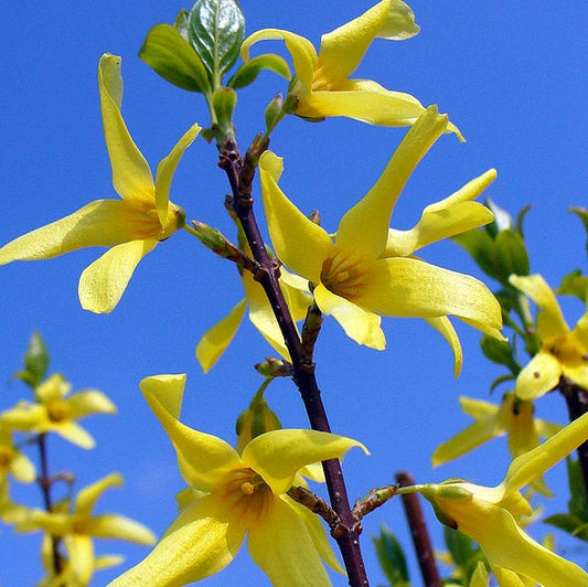 Forsitija tarpinė 'Maluch' (Forsitija intermedia)