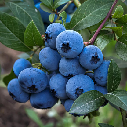 Šilauogė 'Bluecrop' (Vaccinium corymbosum)