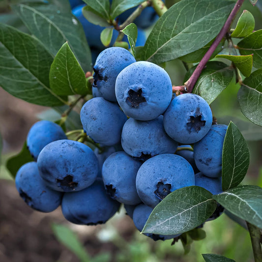 Šilauogė 'Bluecrop' (Vaccinium corymbosum)