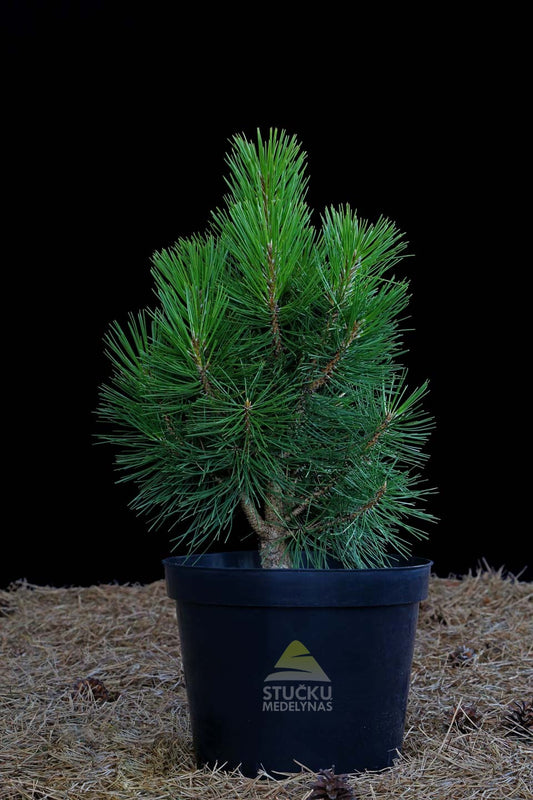Pušis juodoji 'Green Rocket' (Pinus nigra)