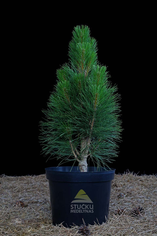 Pušis juodoji 'Green Tower' (Pinus nigra)