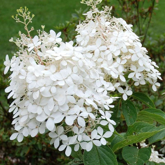 Hortenzija šluotelinė 'Phantom' (Hydrangea paniculata)