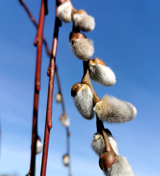 Blindė paprastoji 'Pendula' (Salix caprea)