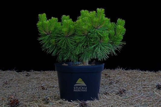 Pušis hondinė 'Jane Kluis' (Pinus densiflora)