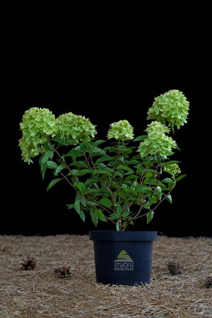 Hortenzija 'Little Lime' (Hydrangea paniculata)