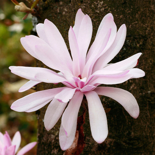 Magnolija žvaigždinė 'Rosea' (Magnolia stellata)