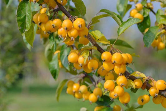 Obelis rojaus 'Golden Hornet' (Malus x zumi)