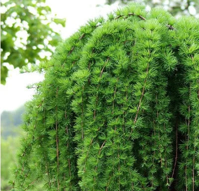 Maumedis europinis 'Pendula' (Larix decidua)