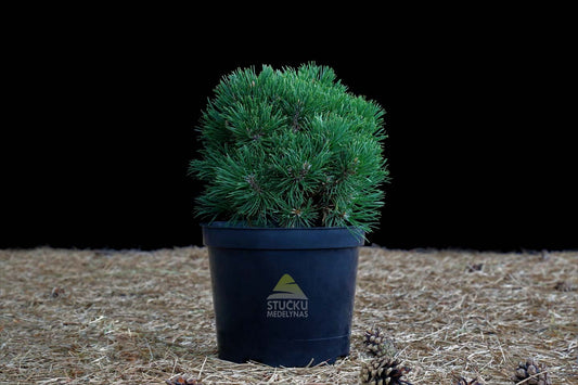 Pušis kalninė 'Ofenpass' (Pinus mugo)