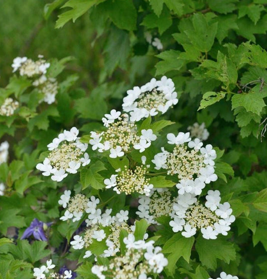 Putinas paprastasis (Viburnum opulus)