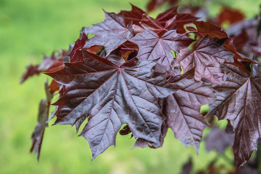 Paprastasis Klevas 'Royal Red' (Acer platanoides)