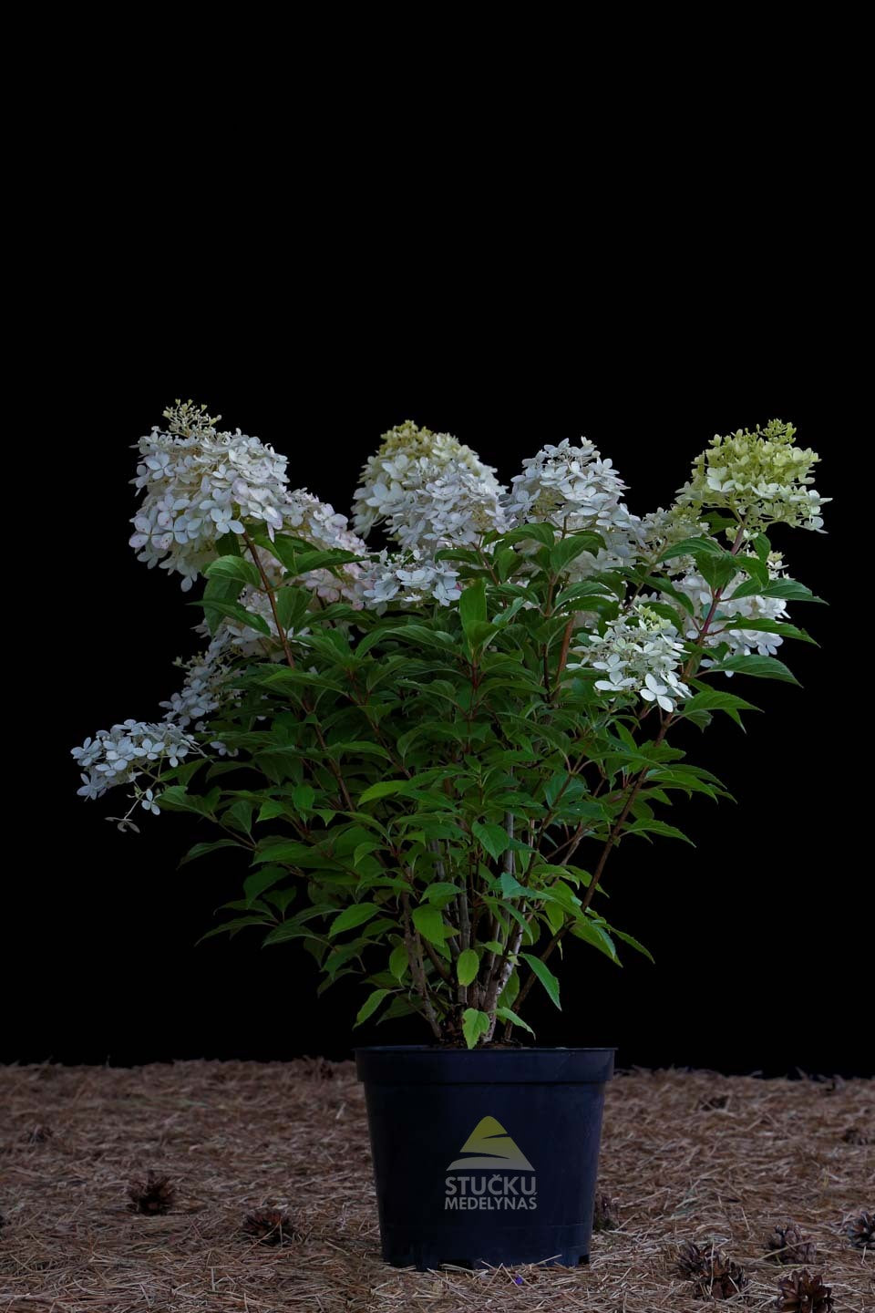 Hortenzija šluotelinė 'Phantom' (Hydrangea paniculata)