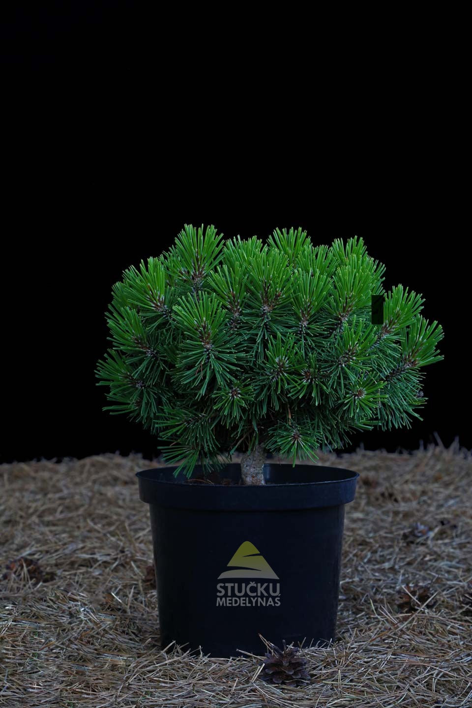 Pušis kalninė 'Pallas' (Pinus mugo)