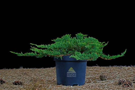 Kadagys gulsčiasis ‘Prince of Wales’ (Juniperus procumbens)