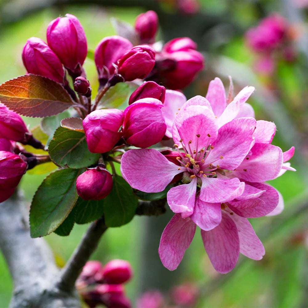 Obelis rojaus 'Profusion' (Malus x 'Profusion')